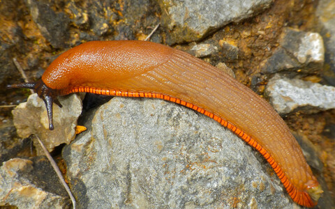 Hispaania teetigu (Arion vulgaris).