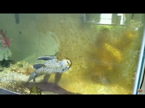 Suckerfish Cleanup Algae Timelapse, Plecostomus Fish