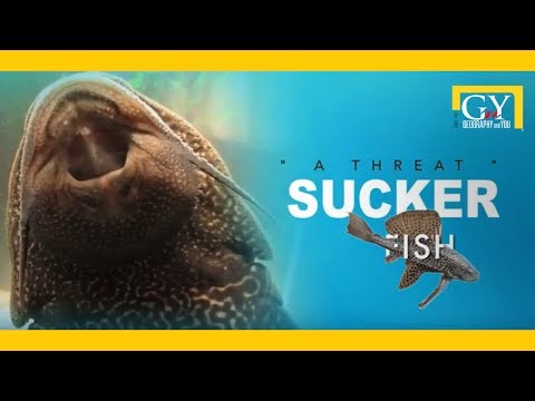 Sucker Fish: A Threat To Other Fishes