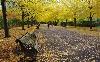 The astonishing beauty of Regent's Park in autumn - twenty photos, October 2020