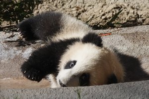 Yun Zi the new Giant Baby Panda in Action at the San Diego Zoo Jan 24th 2010