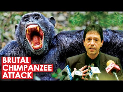 Brutal Chimpanzee Attack and The Cop That Intervened | The Story of Travis