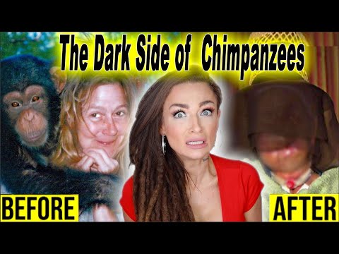 Travis the Chimp | Charla Nash | Sandra Herold | The Dark Side of Chimpanzees