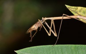 Stick insect walking