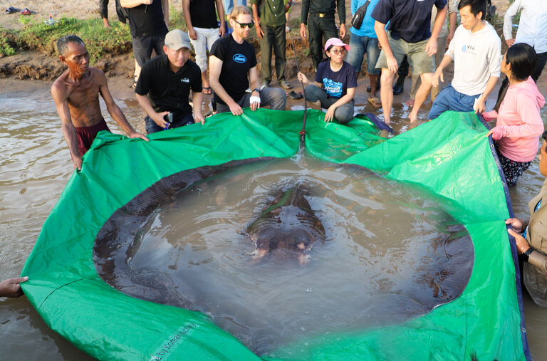 A giant freshwater stingray, named Boramy by researchers, was released back into the Mekong River in Cambodia last year.