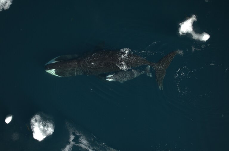 A bowhead whale and calf in the Canadian Arctic.