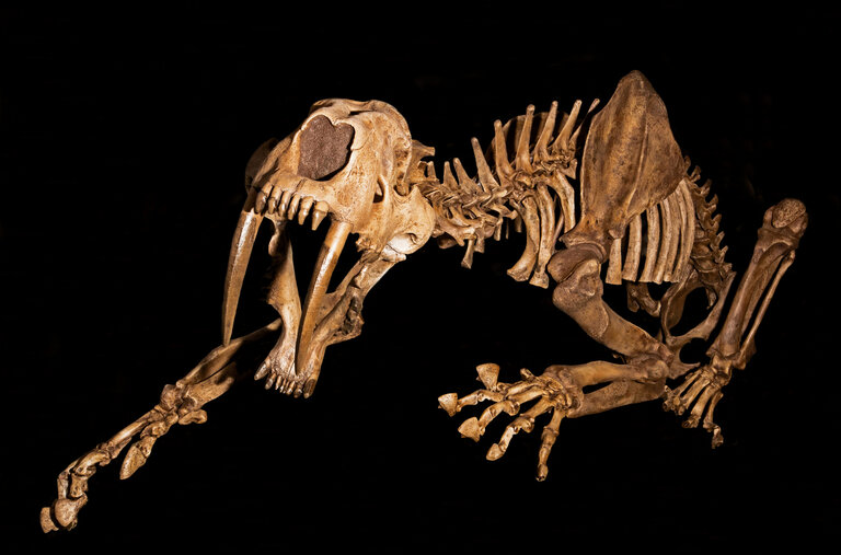 A saber-tooth cat skeleton at the Utah State University Eastern Museum in Price, Utah.