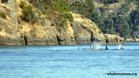 Orcas in Active Pass Background