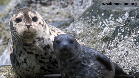 Harbor Seals Background