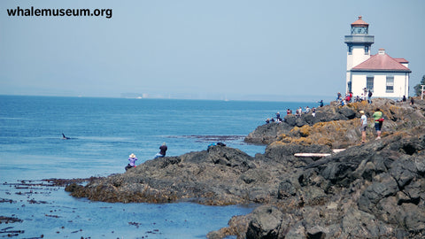 Orcas at Lime Kiln Background