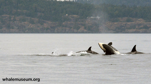 Orcas Playing Background