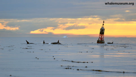 Orcas at Sunset Background