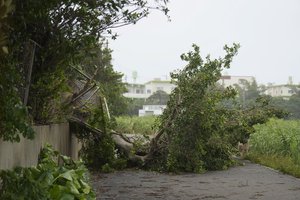 A tree is seen damaged at a park in Yomitan village, north of Naha in the main Okinawa island, southern Japan, Friday, June 2, 2023, after a tropical storm passed the Okinawa islands