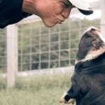 Disabled Pig Completely Captures Her Rescuer's Heart