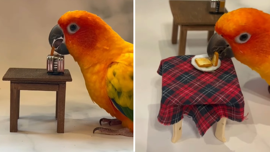 Conure Makes Tiny Toast