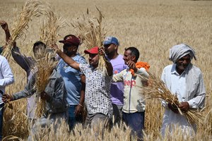 Farmers busy in harvesting crops without fear and bombing at international border area of Arnia sector, Jammu, India, 17 April 2023.