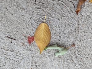 A small green and yellow and orange leaf on the concrete 