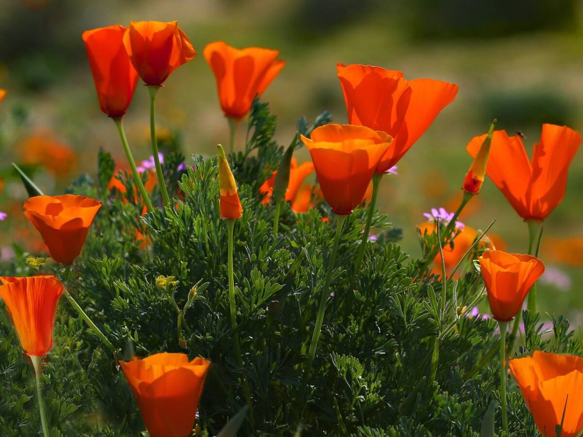 Red flowers growing in a garden.