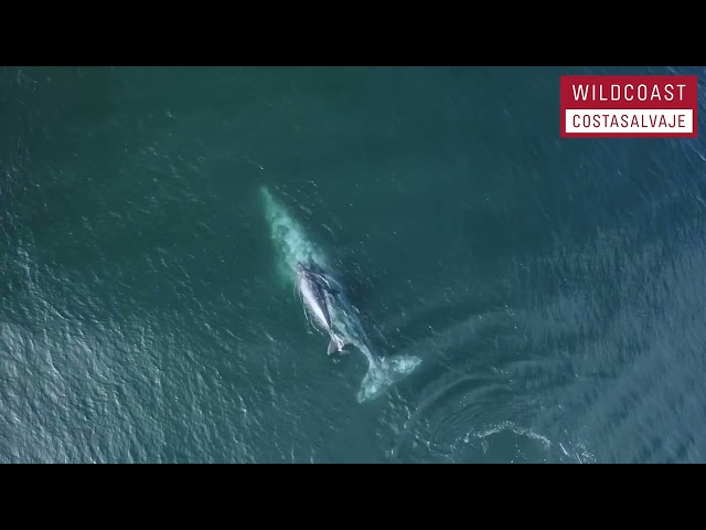 AMAZING CLIP OF MOTHER GRAY WHALE AND HER CALF MIGRATING OFF THE COAST OF SAN DIEGO