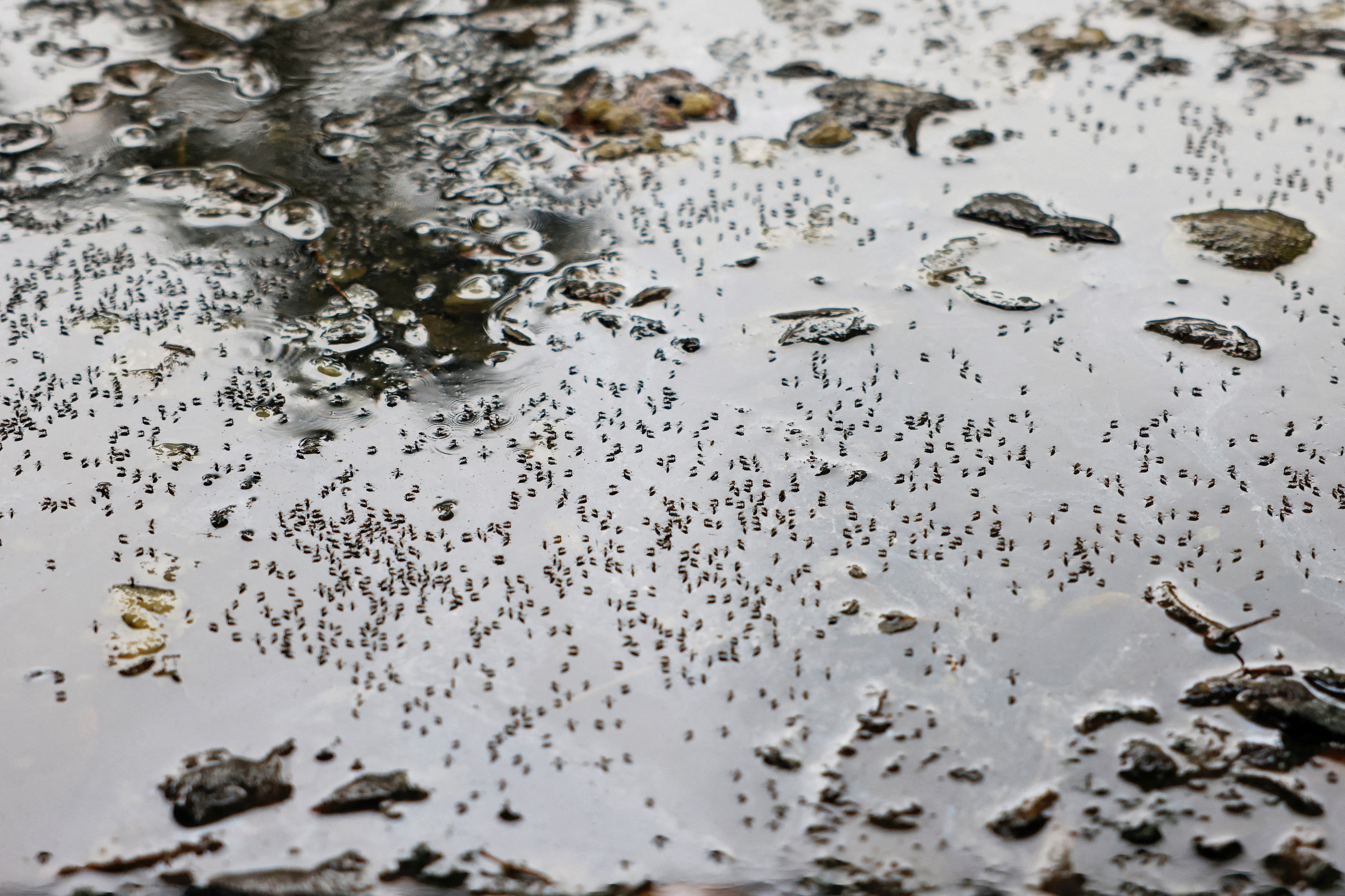 Mosquitoes are seen on stagnant water on the roadside during countrywide dengue infection, in Dhaka