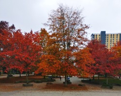 maplemachiato:
?Campus colours continued! More here🍁
?