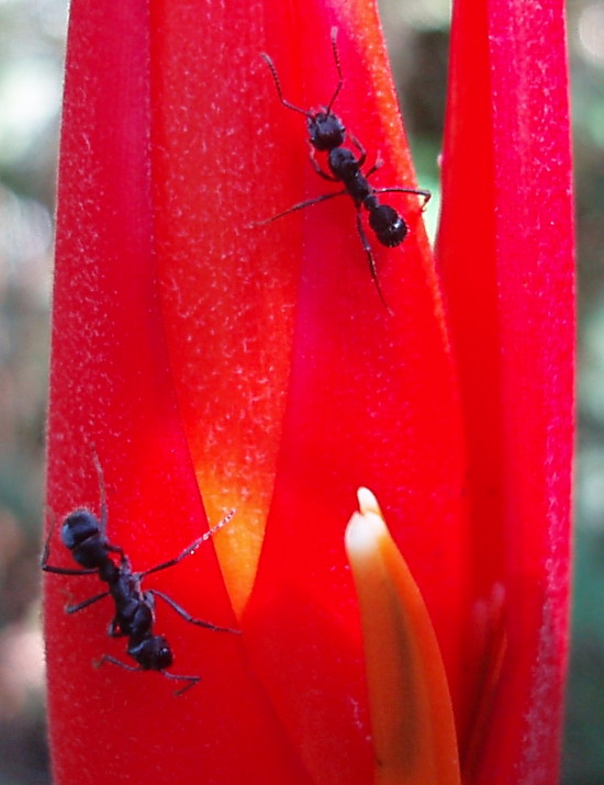 ants_on_leaf_mq.jpg