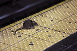 A rat crosses a Times Square subway platform in New York on Jan. 27, 2015