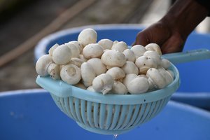 A man working in growing mushrooms production plant