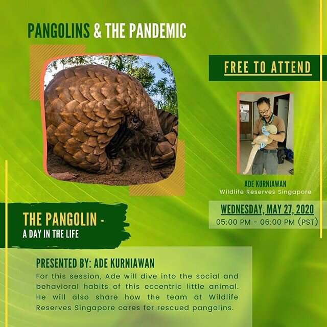 Our &ldquo;Pangolins &amp; The Pandemic&rdquo; event keep on rolling tonight with our special guest Ade Kurniawan from Wildlife Reserves Singapore. He&rsquo;ll be telling you more about the daily life of our friends the pangolin as well as what happe