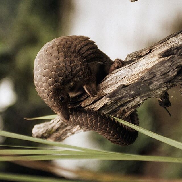 The white-bellied pangolin can be recognized by their white undersides and their tricuspid scales with 3 points. They live in West and Central Africa, mostly in moist tropical lowland forest. One scientific study suggests that the species can adapt b