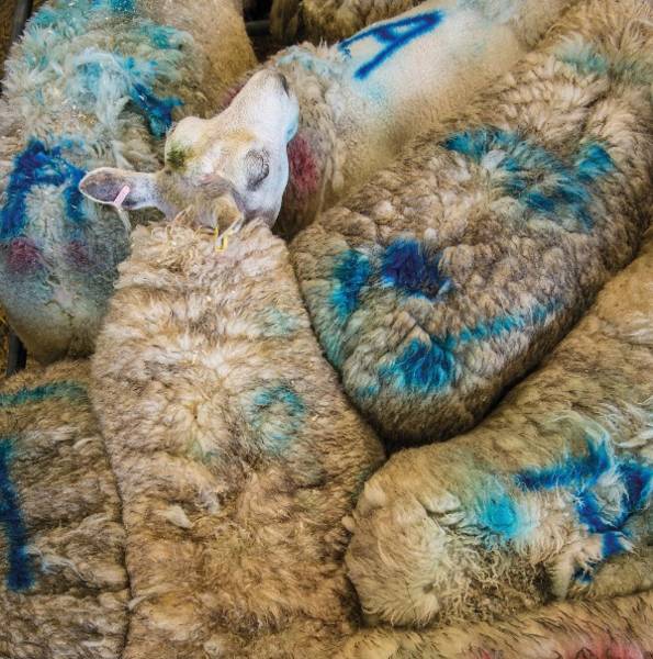 Ewes crammed into a livestock market in Derbyshire