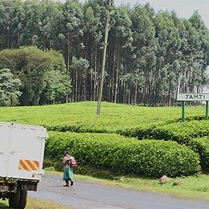 A view of Jamji Tea Estate operated by Ekaterra and previously by Unilever. Evicted Kenyans violently pushed out by colonial era settlers are calling for justice. ANTHONY LANG’AT