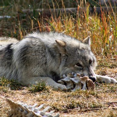 biodiversity, wildlife, California, wolves, ranchers, cattle