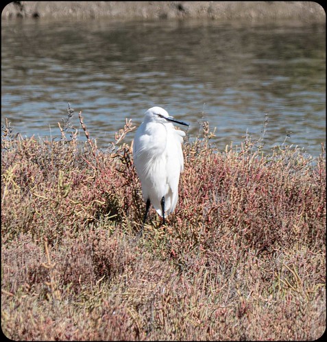 Little Egret