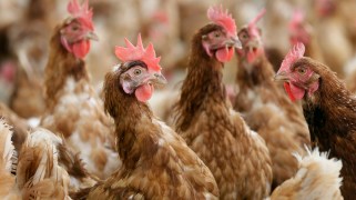 A flock of brown chickens stares to the right.