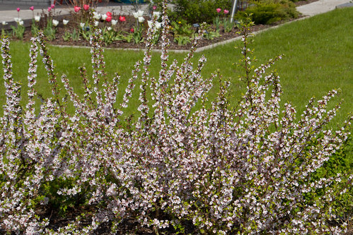 Viltkirss / Nanking cherry / Prunus tomentosa thunb