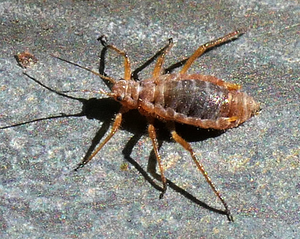 Aphid