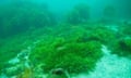 The bright green Caulerpa seaweed on the seabed in New Zealand with fishes swimming above