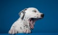 A dalmatian puppy yawning