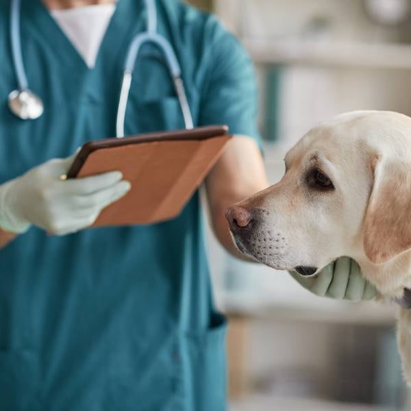 Pet insurance could save you a fortune, so know your options to care for your furry friend