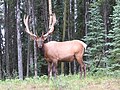 Wapiti i Alberta.