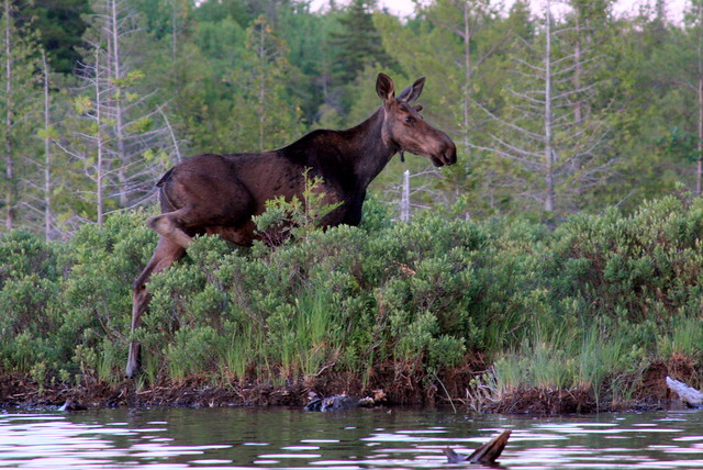 A Maine moose in the wild!