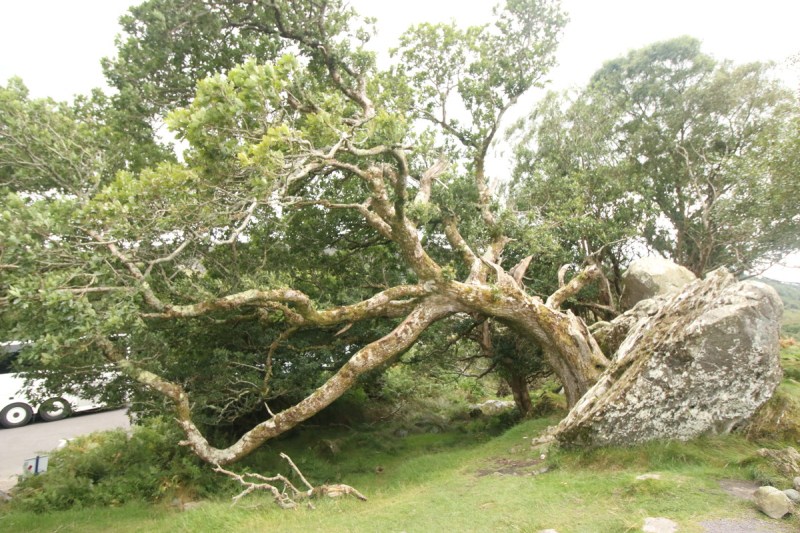 An oak tree that grew sideways in the staedy wind.