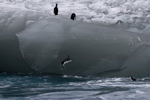 File - A chipstrap penguin jumps from an iceberg into the Southern Ocean on March 9, 2023.