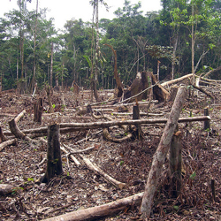 Slash and burn agriculture in the Amazon - Matt Zimmerman