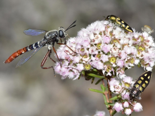 insect on a flower.