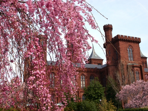 weeping cherry