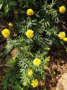 Yellow marigold flower 