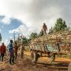 Employees of Kawandama Hills Plantation collect tree biomass to produce legal, licensed charcoal in Malawi. 