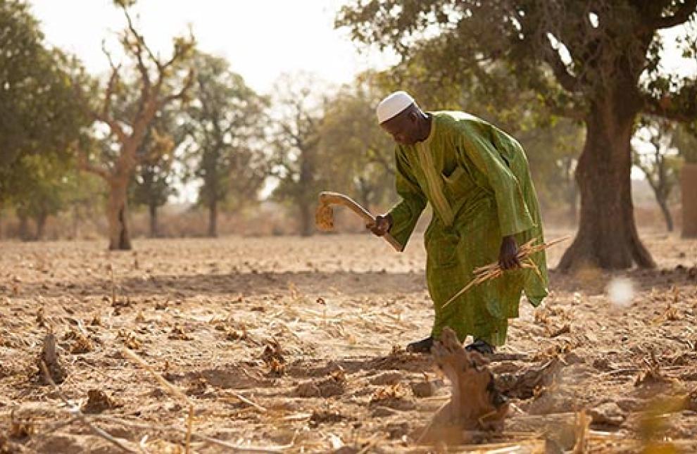 Mahammoud Traore, 75, supports a family of 21 people through farming in Dougouninkoro, Mali, but new weather patterns mean they can no longer harvest enough for their food stores to last the whole year. JAKE LYELL/ALAMY